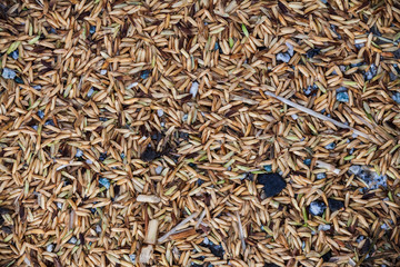 Close up view of rice texture on ground before peeling and polishing