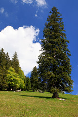 beautiful landscape in the Black Forest in Germany