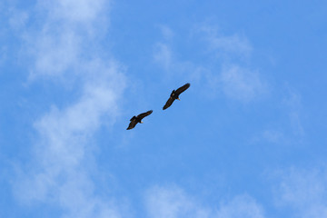 Two condors flying