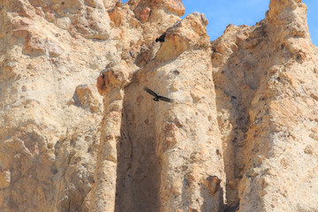 Condors flying in Canyon