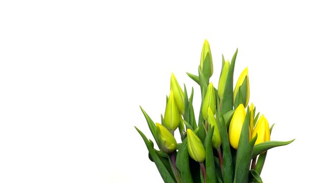 Time-lapse of Yellow Tulips blooming. Studio shot over White.