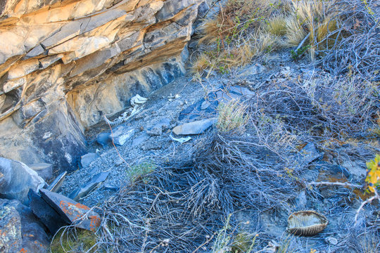 Puma Den in Argentina