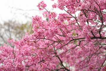 Background Pink Kawazu Cherry Blossom branches in horizontal frame