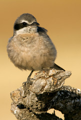 Adult Southern grey shrike. Lanius meridionalis