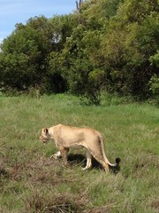 Lions in Botswana
