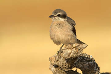Adult Southern grey shrike. Lanius meridionalis