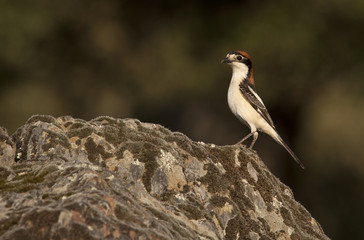 Woodchat shrike. Lanius senator
