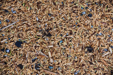 Close up view of rice texture on ground before peeling and polishing