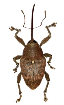 Acorn Weevil on white Background  -  Curculio glandium (Marsham, 1802)