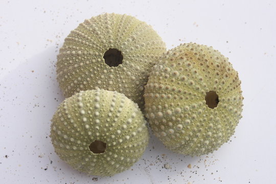 Seeigel, Paracentrotus