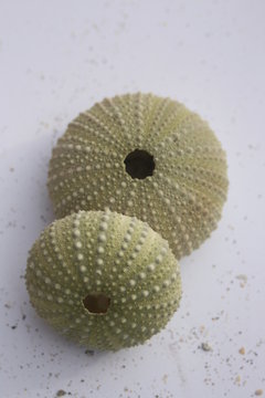 Seeigel, Paracentrotus