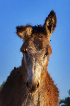 Burro zamorano