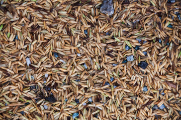 Close up view of rice texture on ground before peeling and polishing