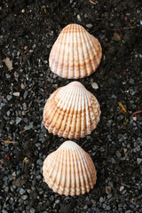 Schöne Muscheln