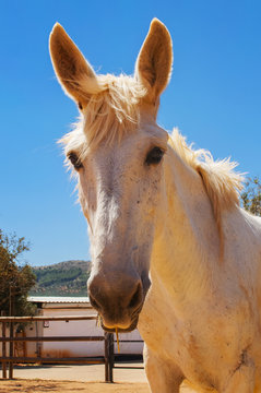 Burd&eacute;gano blanco, hijo de caballo y burra