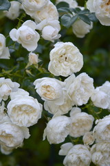 White roses
