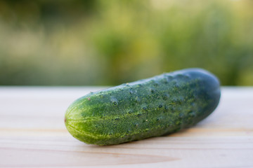 Fresh cucumbers on the wooden background