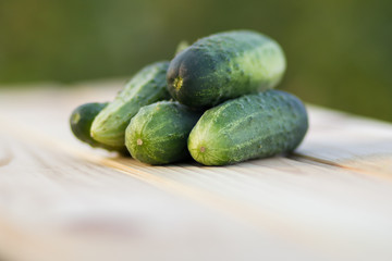 Fresh cucumbers on the wooden background