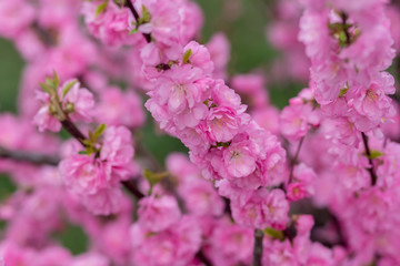Sakura flower or cherry blossom with beautiful nature background