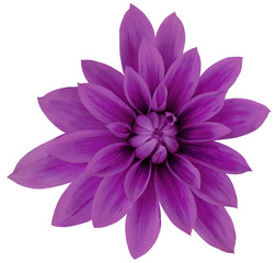 Fototapeta premium Dahlia flower pink-violet big petals. white isolated background with clipping path. Closeup. no shadows. For design. Nature.