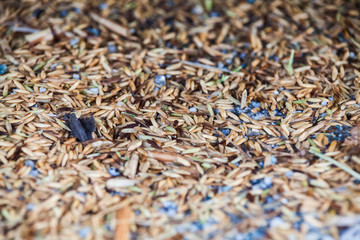 Close up view of rice texture on ground before peeling and polishing