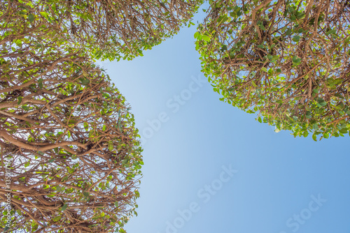 "Leaves and branches of banyan tree" Stock photo and royalty-free