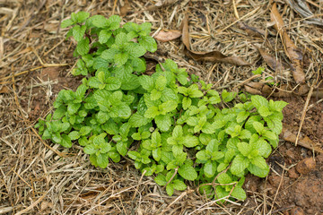 Green peppermint leaves