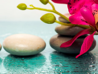 Spa pink orchid with massage stones on blue wooden background