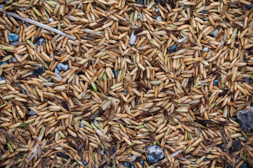Close up view of rice texture on ground before peeling and polishing