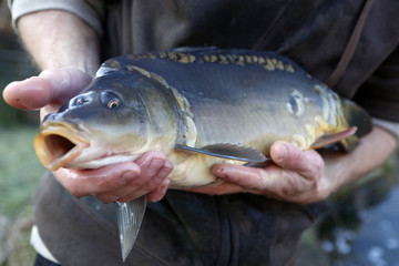 Carp provides a main component of the Polish Christmas Eve