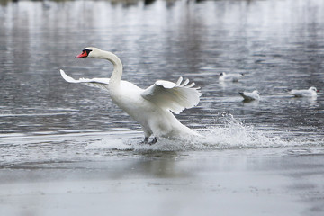Landing swan on frozen lake