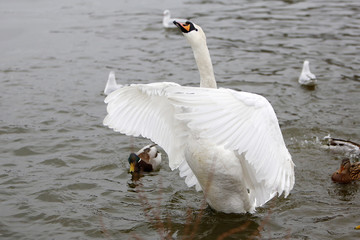 Trumpeter swan on frozen lake