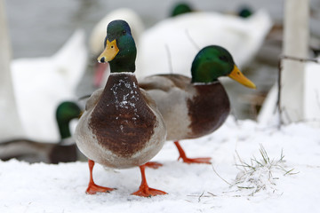 Ducks and swans on frozen lake