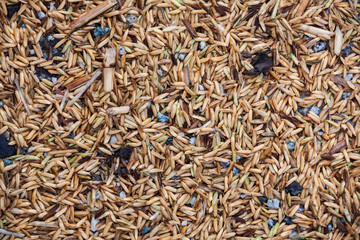 Close up view of rice texture on ground before peeling and polishing