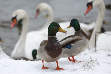 Ducks and swans on frozen lake