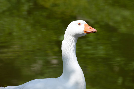 White goose head in free range