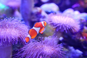 カクレクマノミ