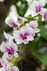 Purple, pink branch orchid flowers, Orchidaceae, Phalaenopsis
