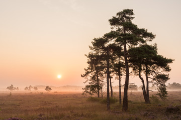Fototapeta na wymiar Sunrise at Domaine de Bérinzenne, a nature reserve in Belgium