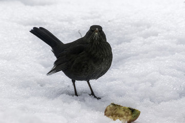 female blackbird on the snow in winter