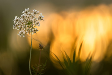 Flower at sunrise