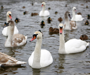 Ducks and swans on frozen lake