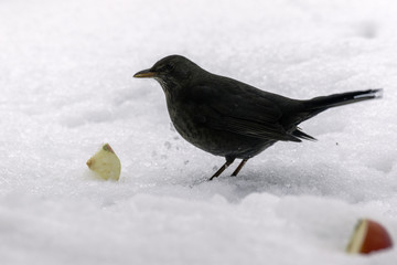 female blackbird on the snow in winter