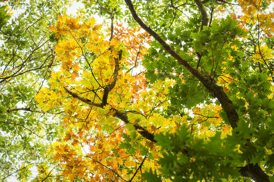Autumn trees
