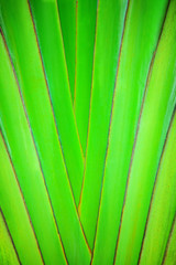 Plant leaf