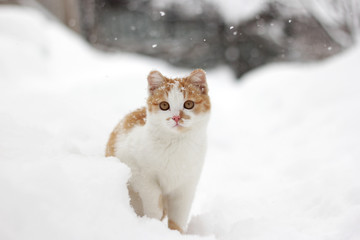 Beautiful little ginger cat sitting in the snow on a snowy day.