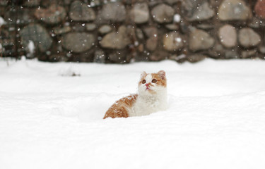 Beautiful little ginger cat in snow looking at snowflakes.