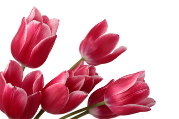 Obraz premium Tulips