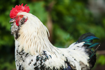 Cock on blurred green background. Rooster bird