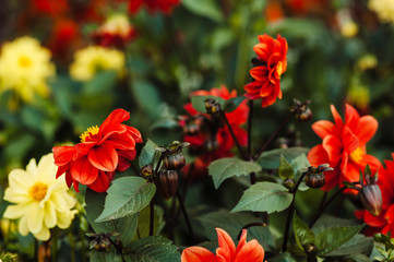 Cluster of red flowers (Dahlia).